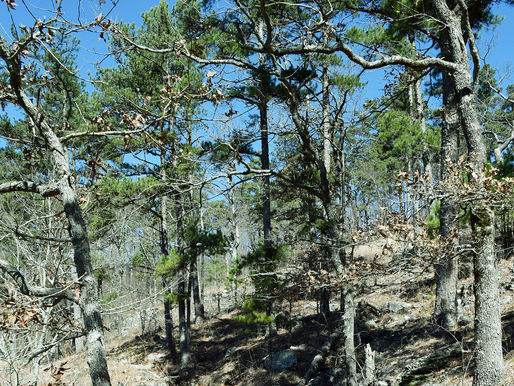 Ouachita National Forest pine Arkansas, empty of people