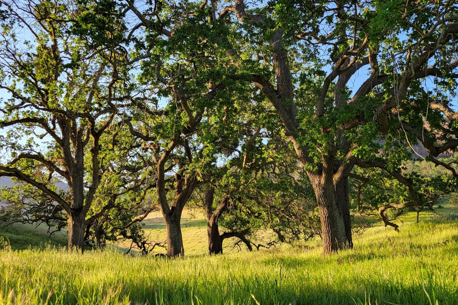 a grassy field with trees and hills in the background, empty of people