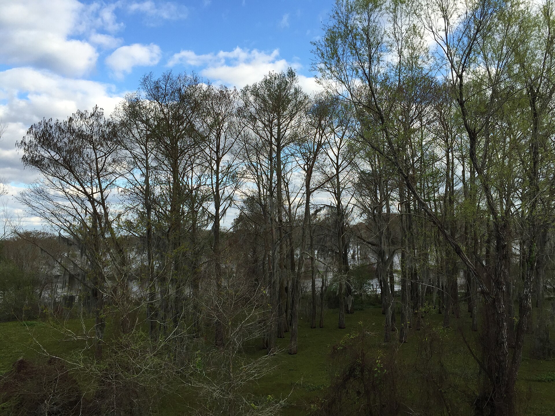 Atchafalaya Basin Louisiana swamp, empty of people