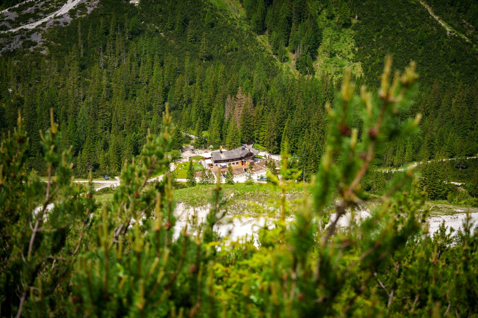Mountain lodge nestled among green pine trees, empty of people