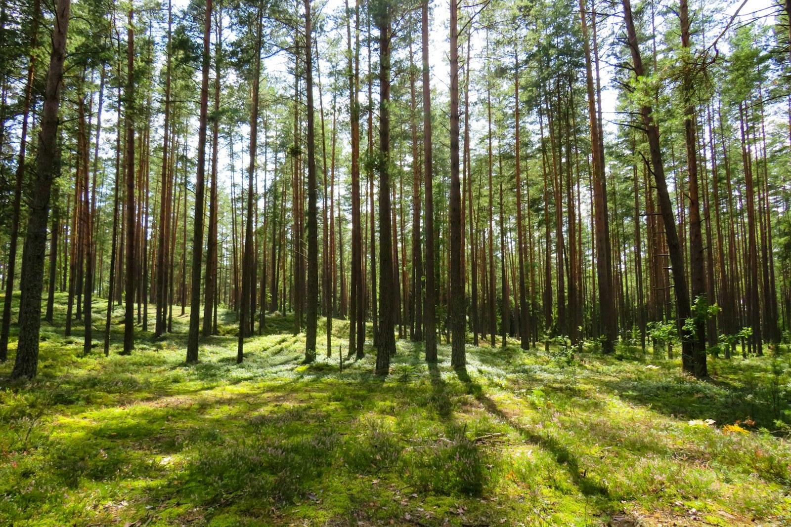 green-leaved trees, empty of people