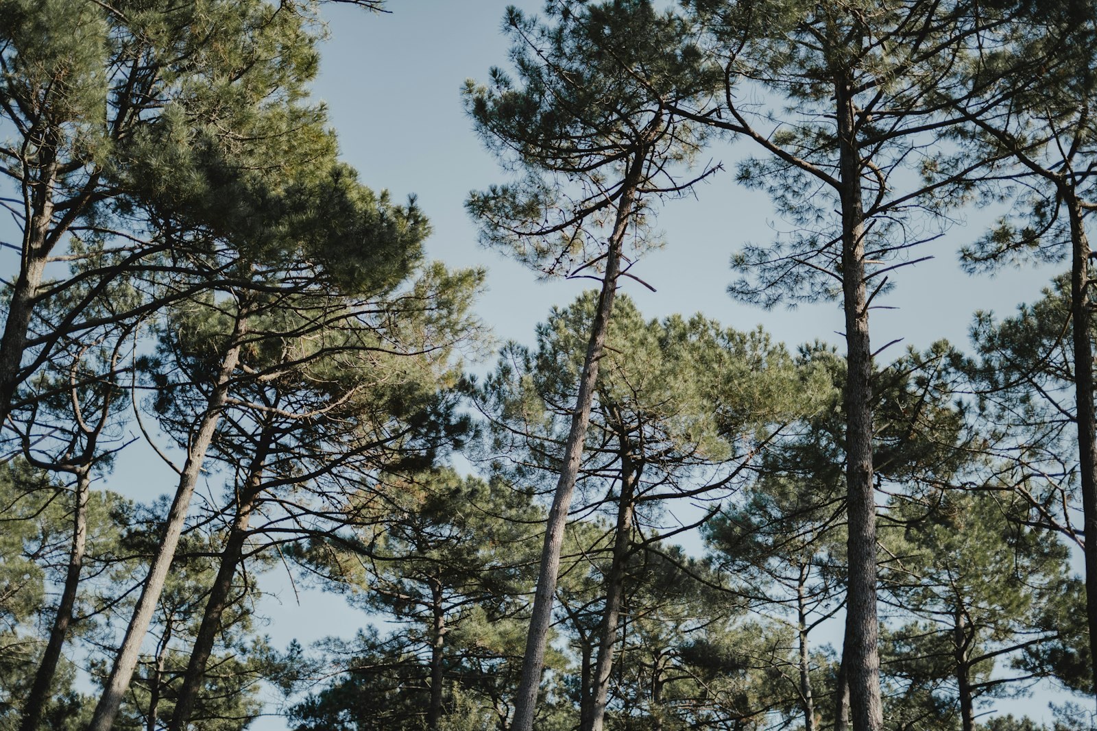 a group of tall pine trees standing next to each other, empty of people