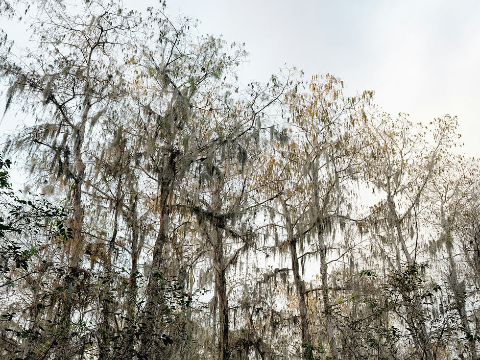 Spanish moss draped over bottomland hardwoods along a Gulf Coast river
