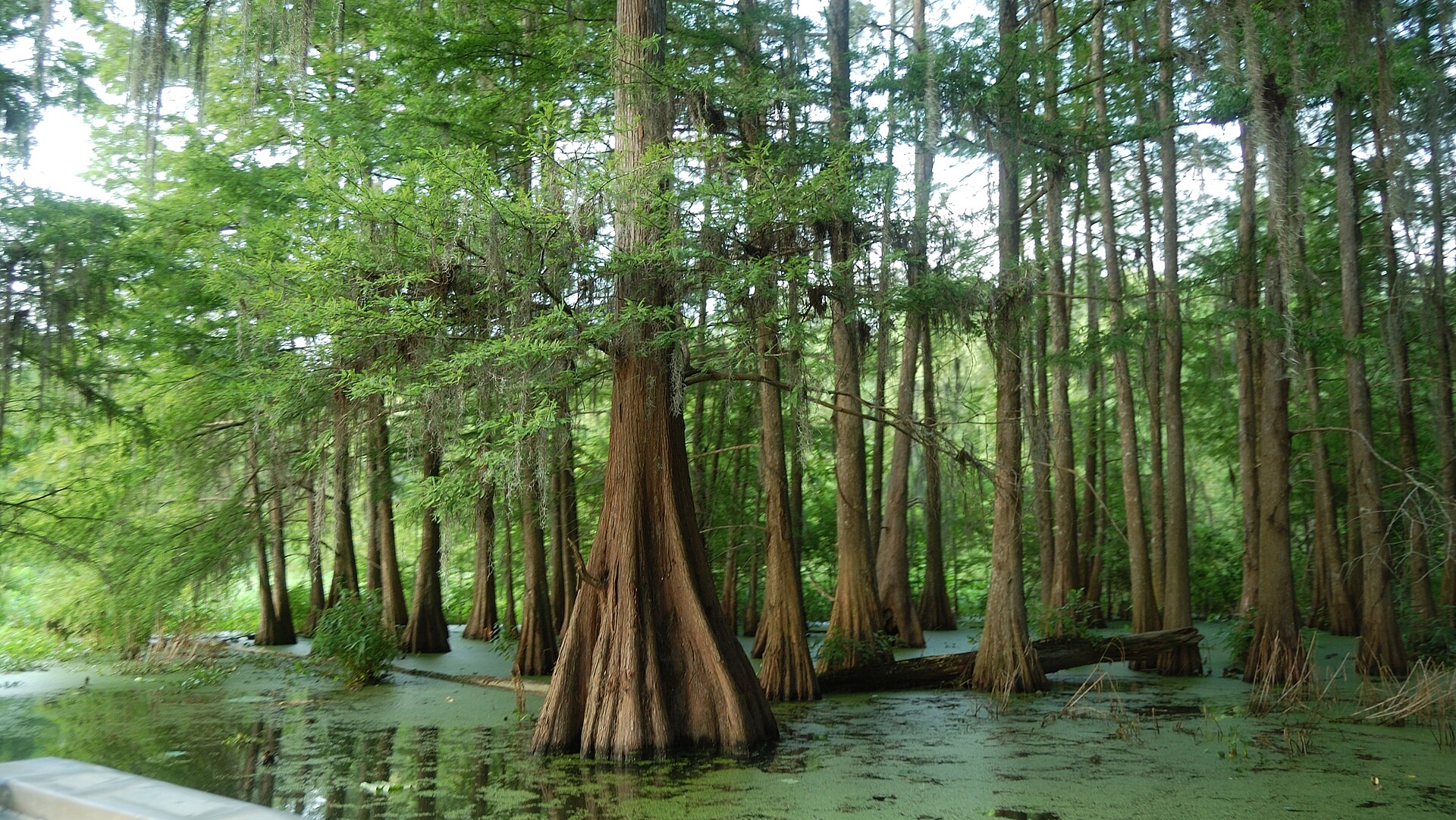 Lake Martin cypress Louisiana, empty of people