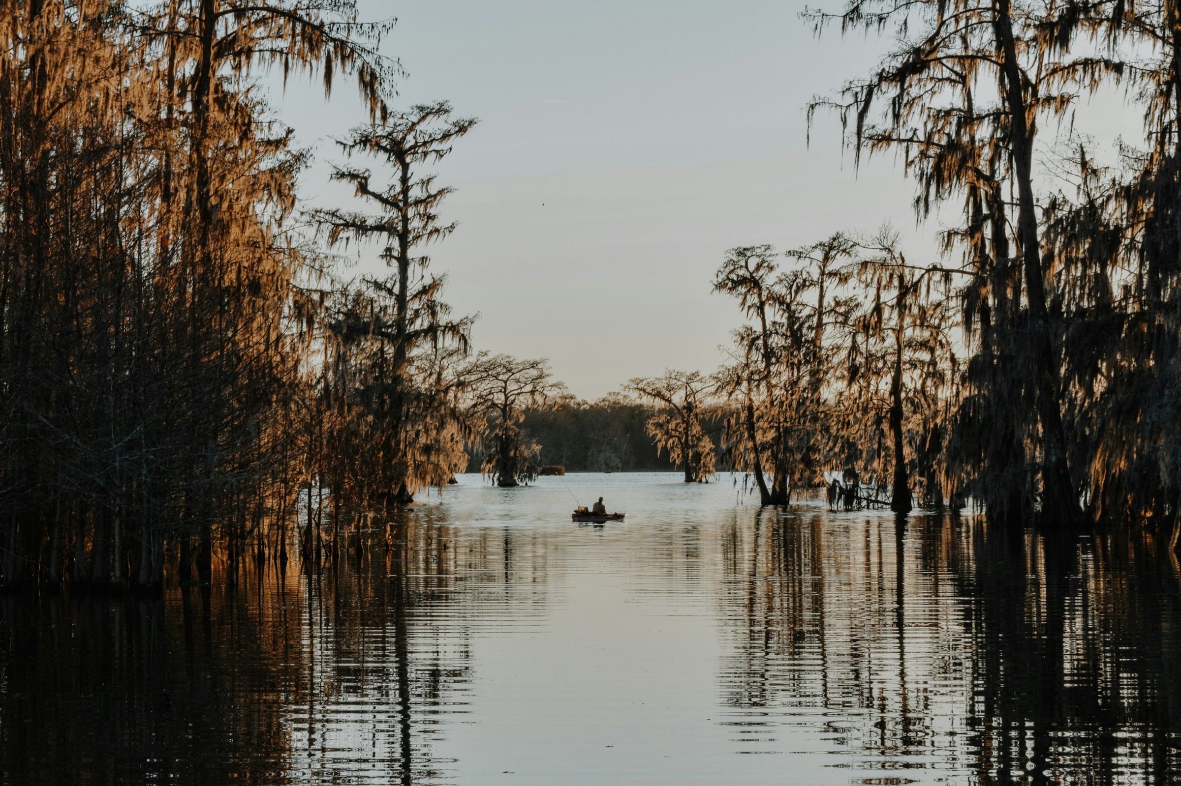 Bald cypress trees draped in Spanish moss standing in still swamp water, with a small boat in the distance