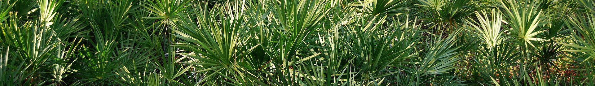Saw palmetto understory in the Southeast, empty of people