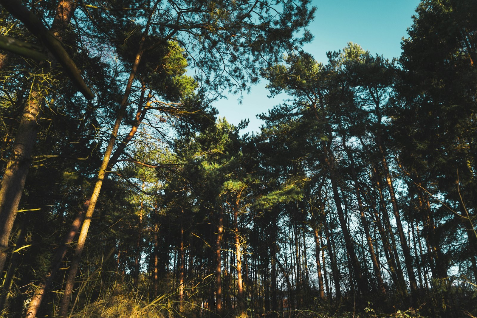 green trees under blue sky during daytime, empty of people