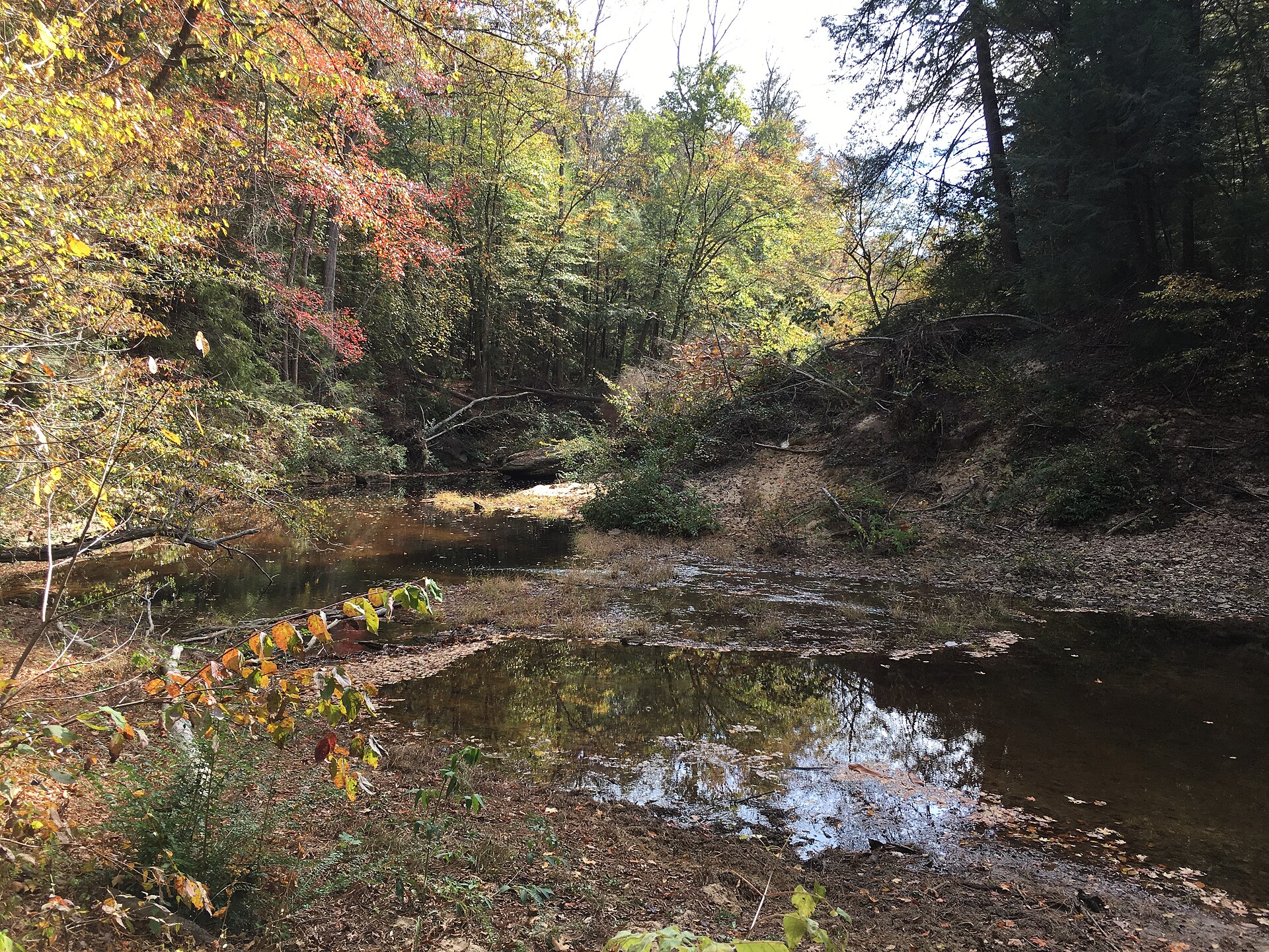 Southern creek through mixed woods, empty of people