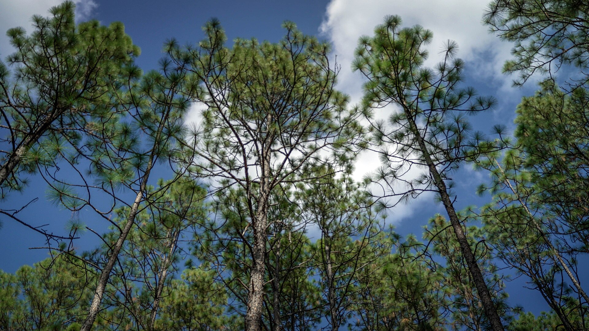 Kisatchie longleaf pine canopy against blue sky, empty of people