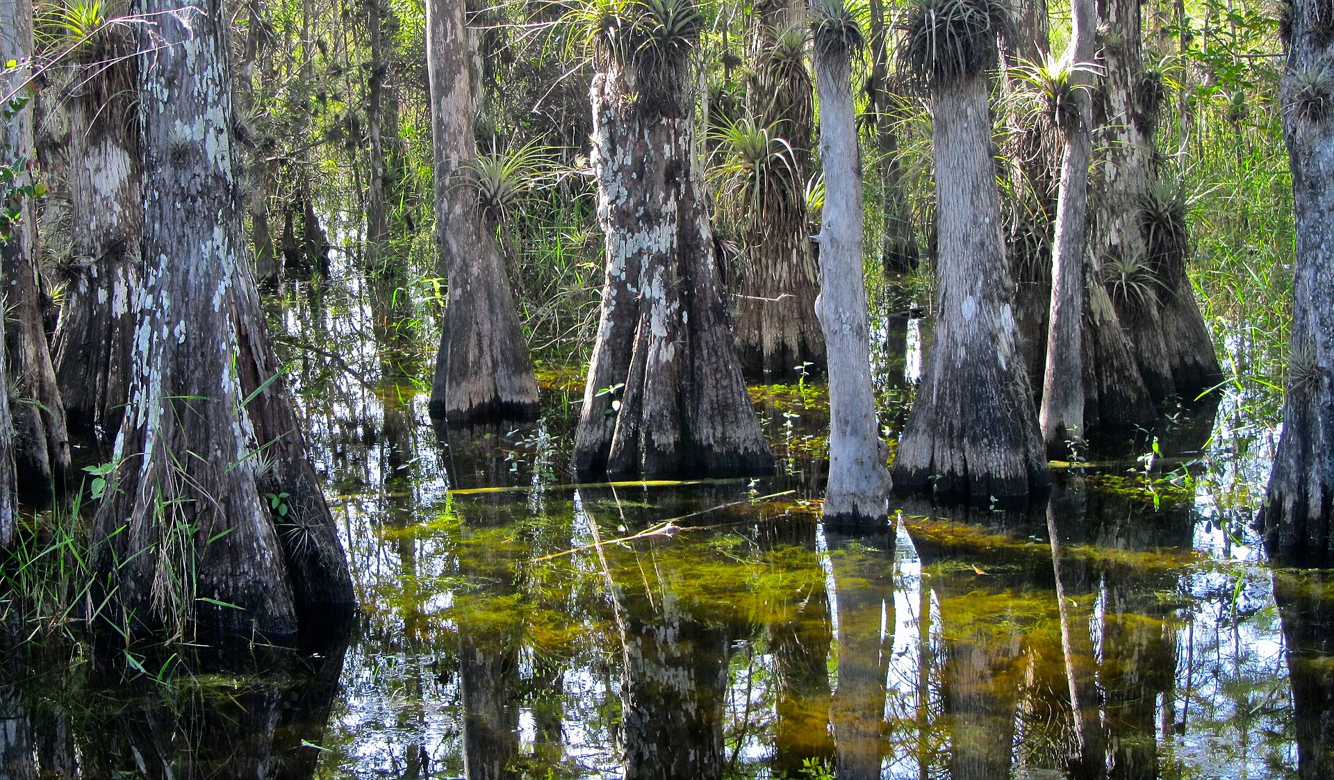 Big Cypress swamp, empty of people