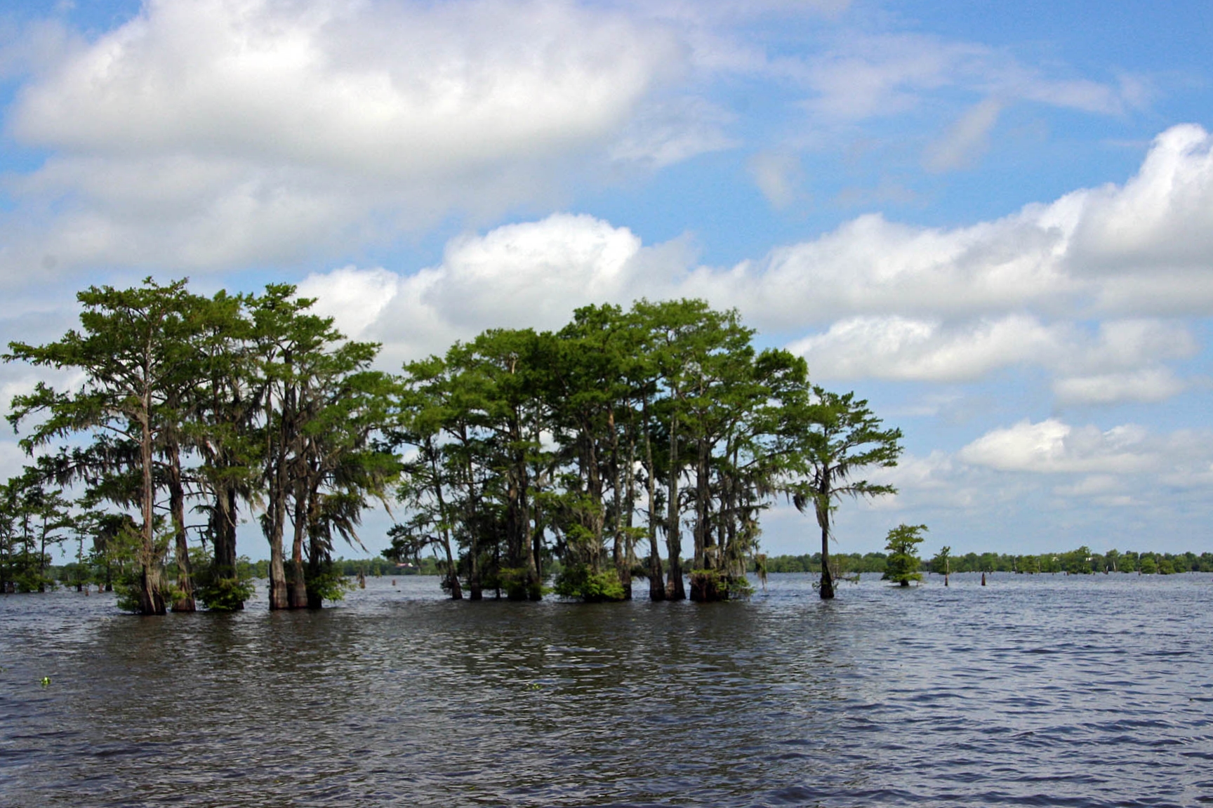 Cypress standing in southern water, empty of people