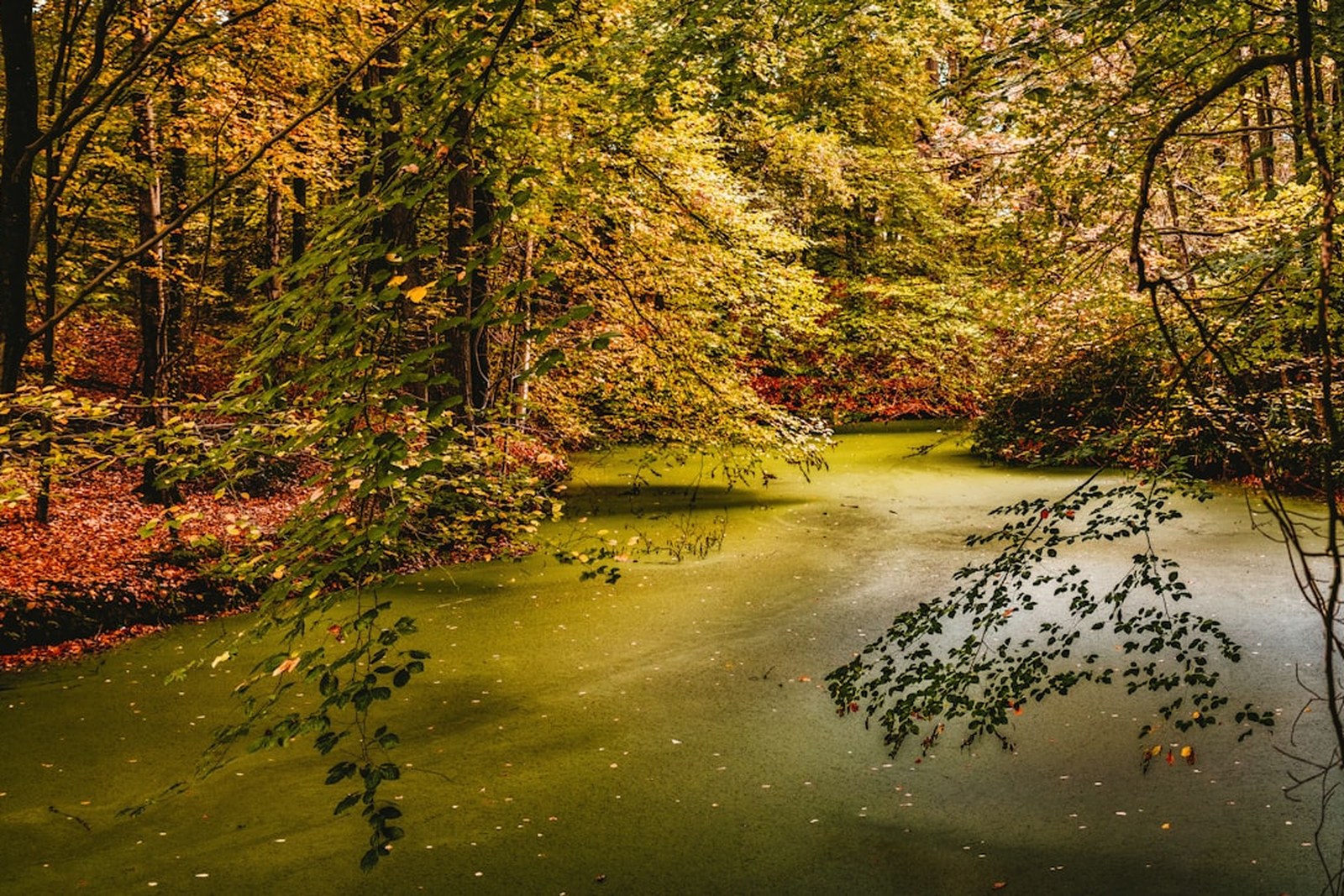 river surrounded by trees, empty of people