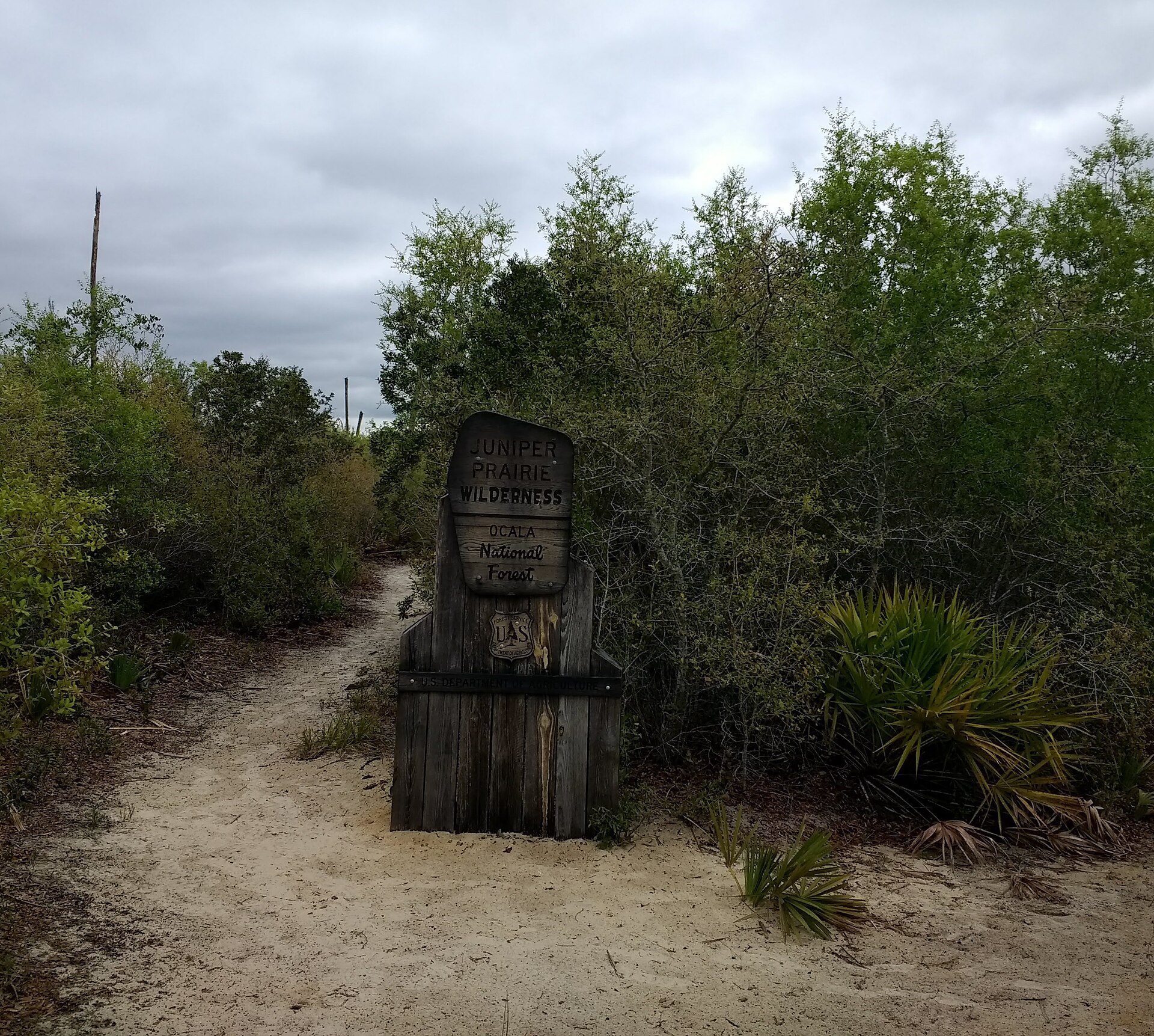 Ocala National Forest trail, empty of people