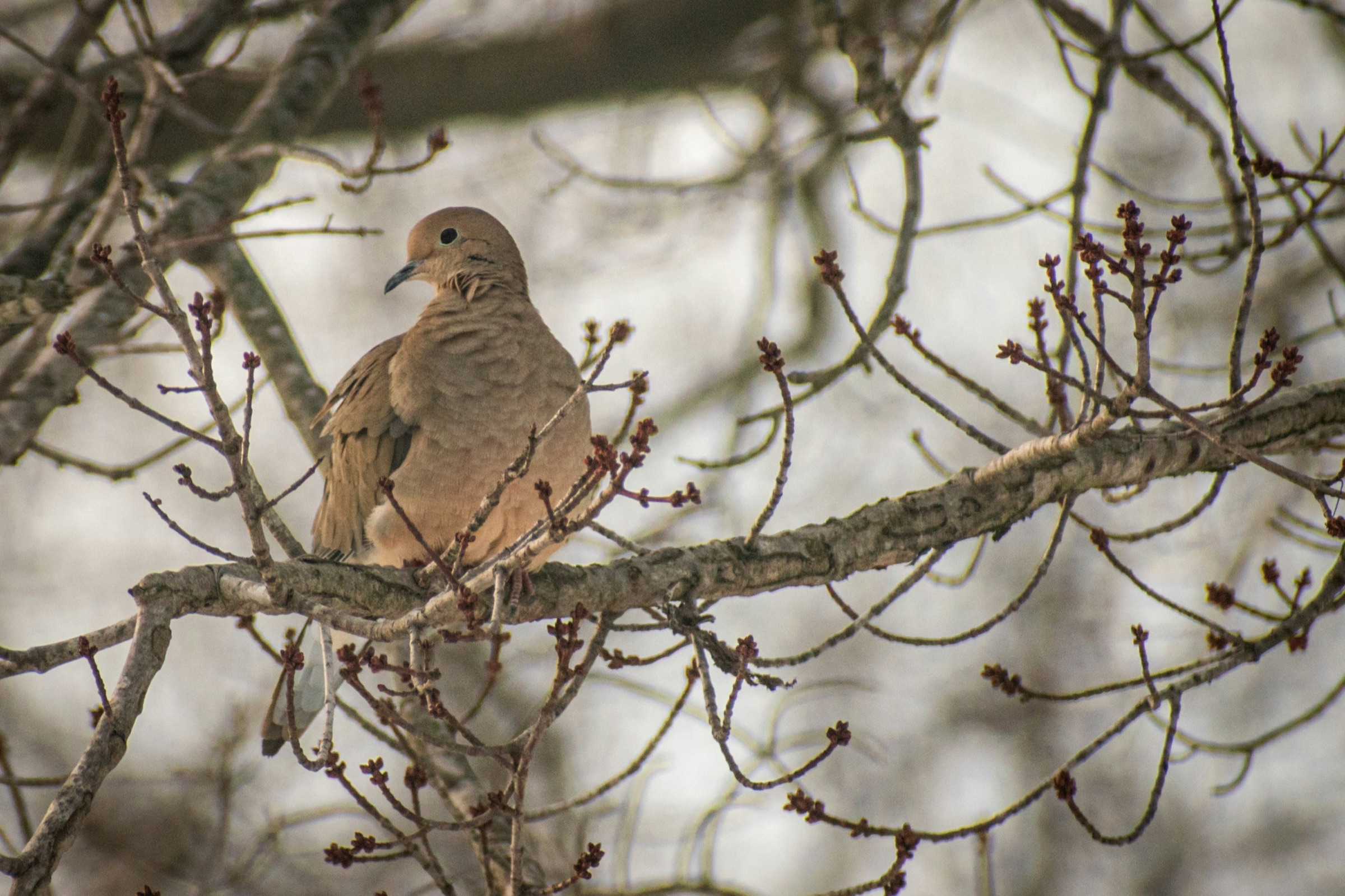A mourning dove perched on a bare branch dotted with early buds