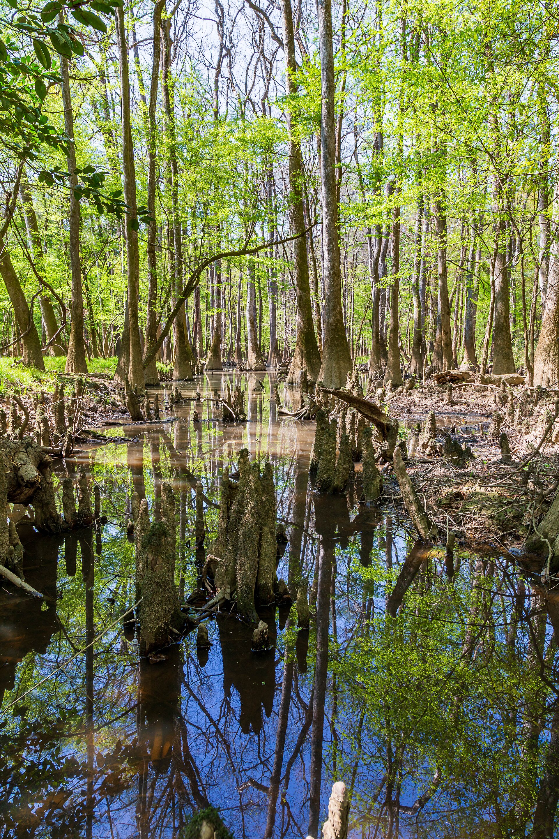 Congaree National Park floodplain, empty of people