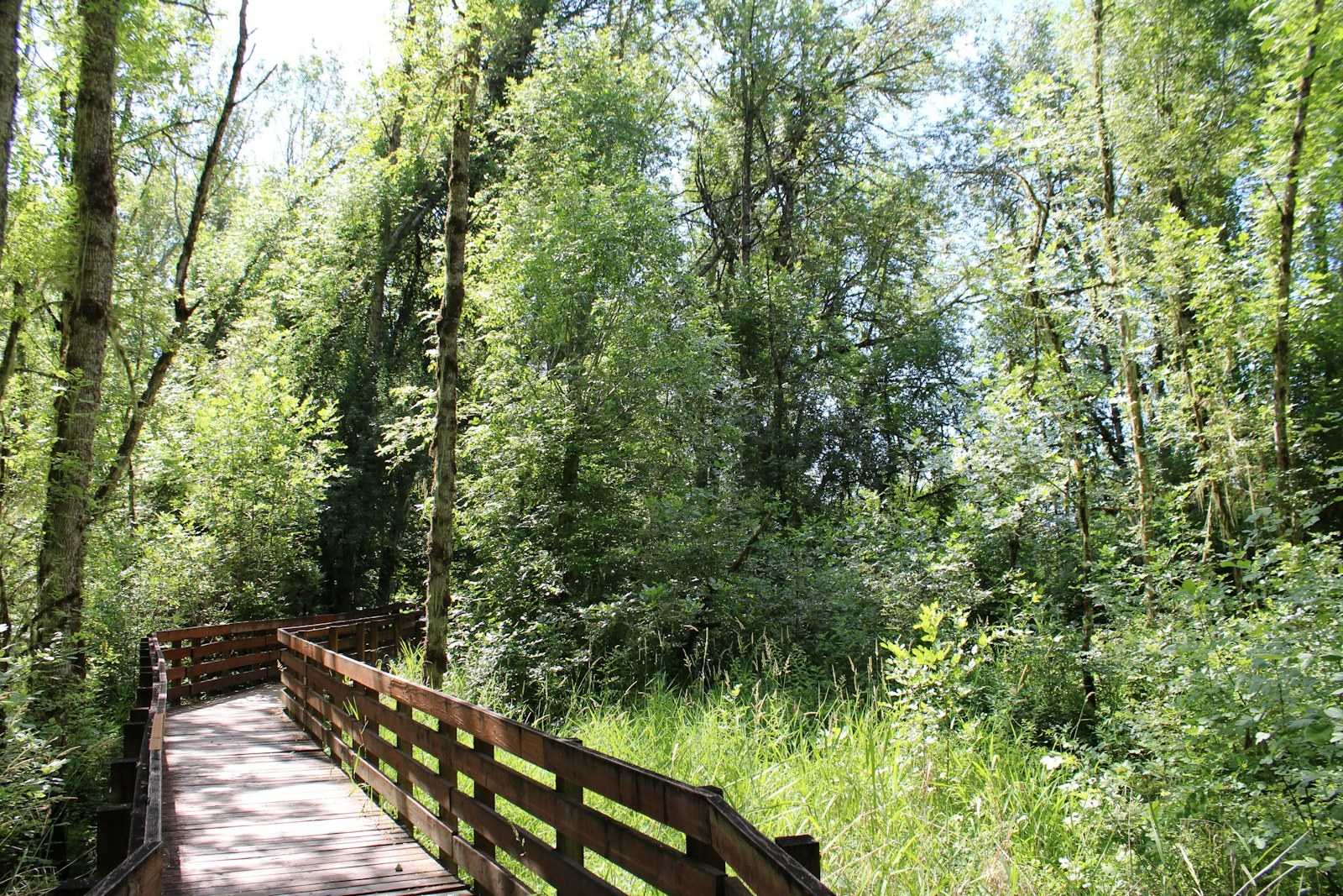 A wooden boardwalk winds through a lush green forest, empty of people