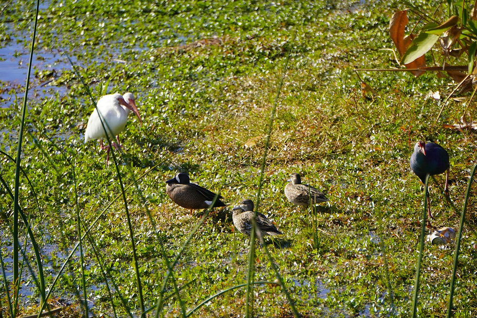 A white egret and several small ducks, including blue-winged teal, feeding in a green Florida marsh