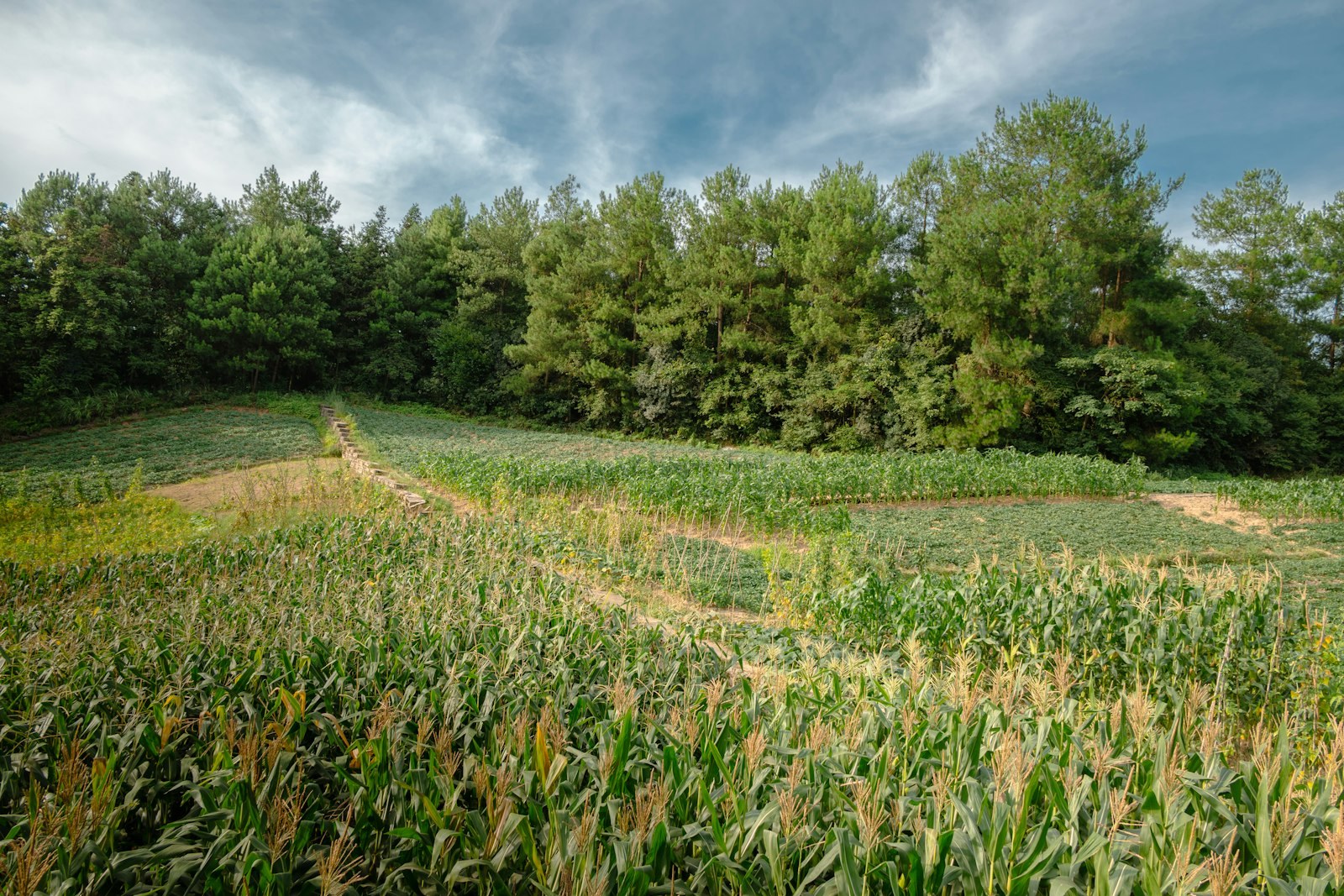 A corn field with trees in the background, empty of people