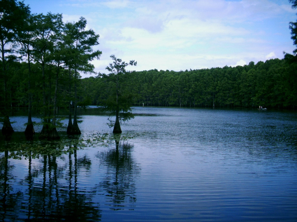 Caddo Lake cypress in open water, empty of people