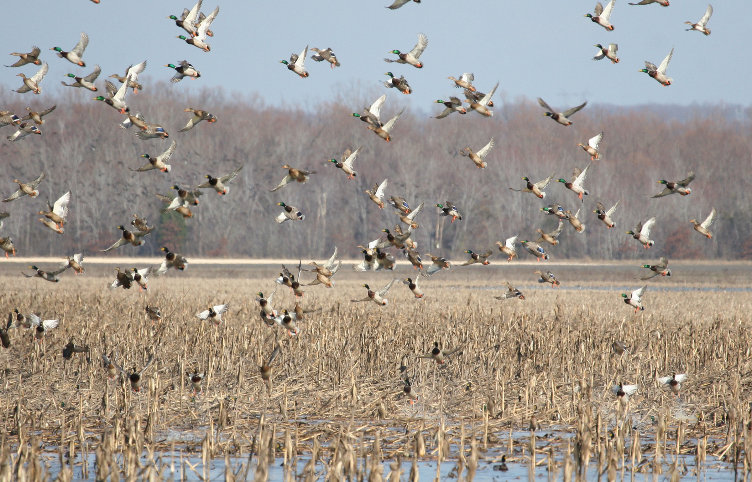 Mallards lifting off a flooded cornfield