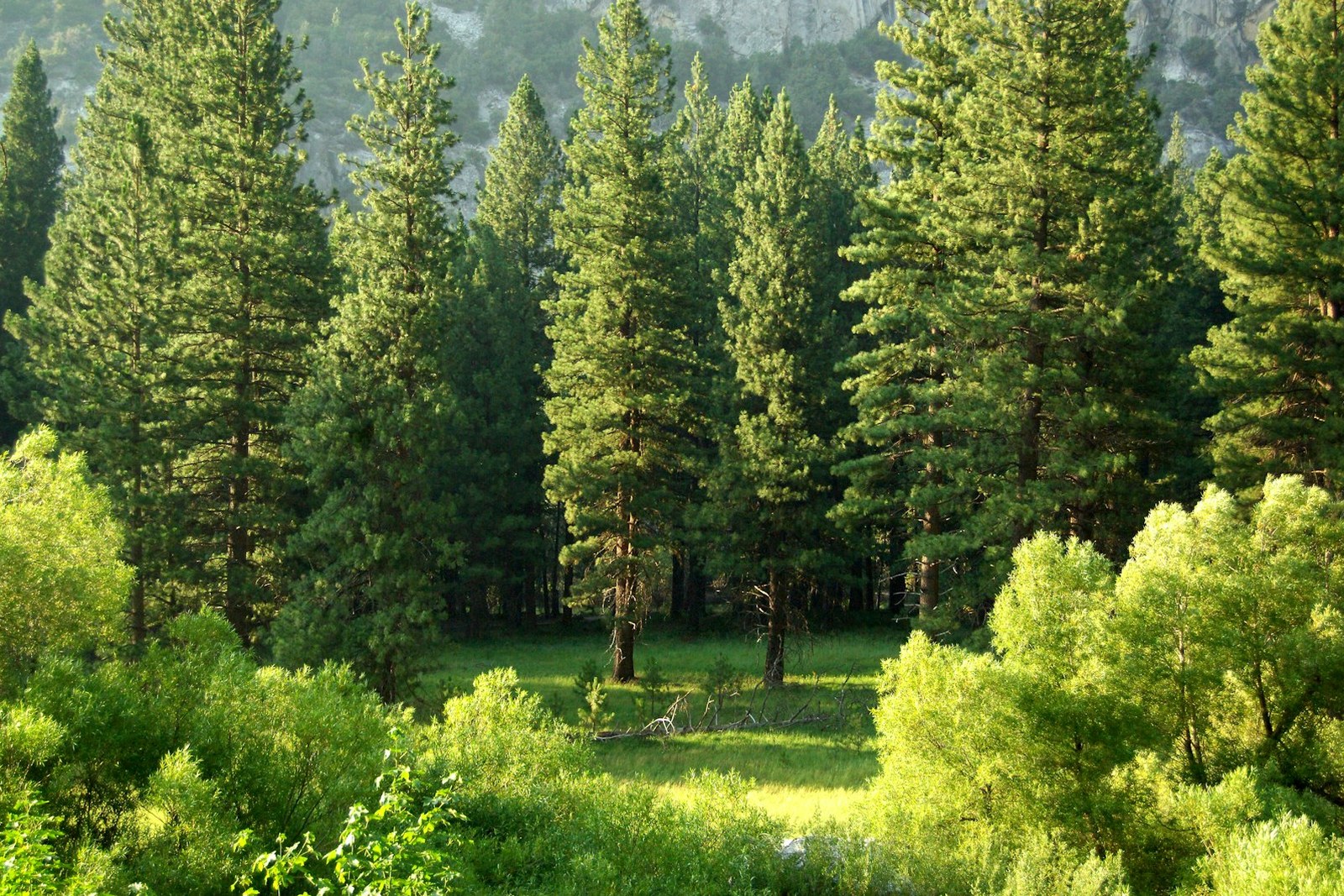 pine trees, empty of people