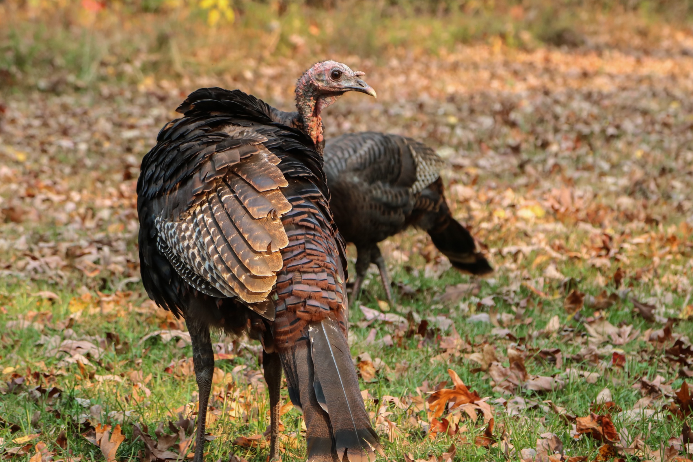 Wild turkeys on an oak-leaf forest floor