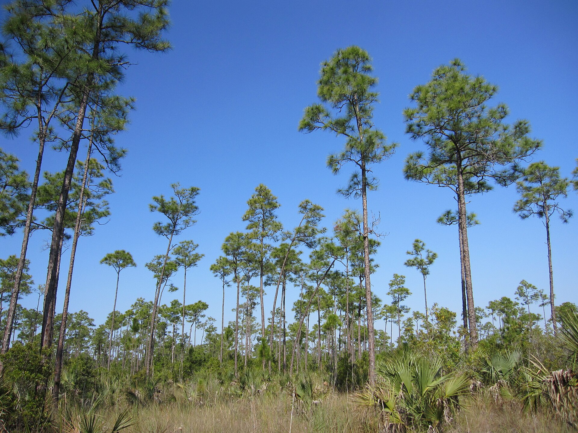 Francis Marion National Forest pine, empty of people