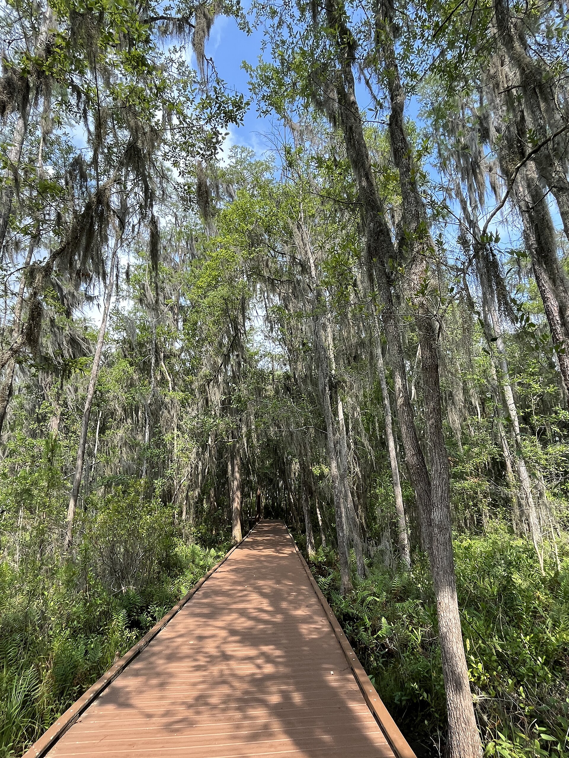 Okefenokee cypress boardwalk with Spanish moss, empty of people