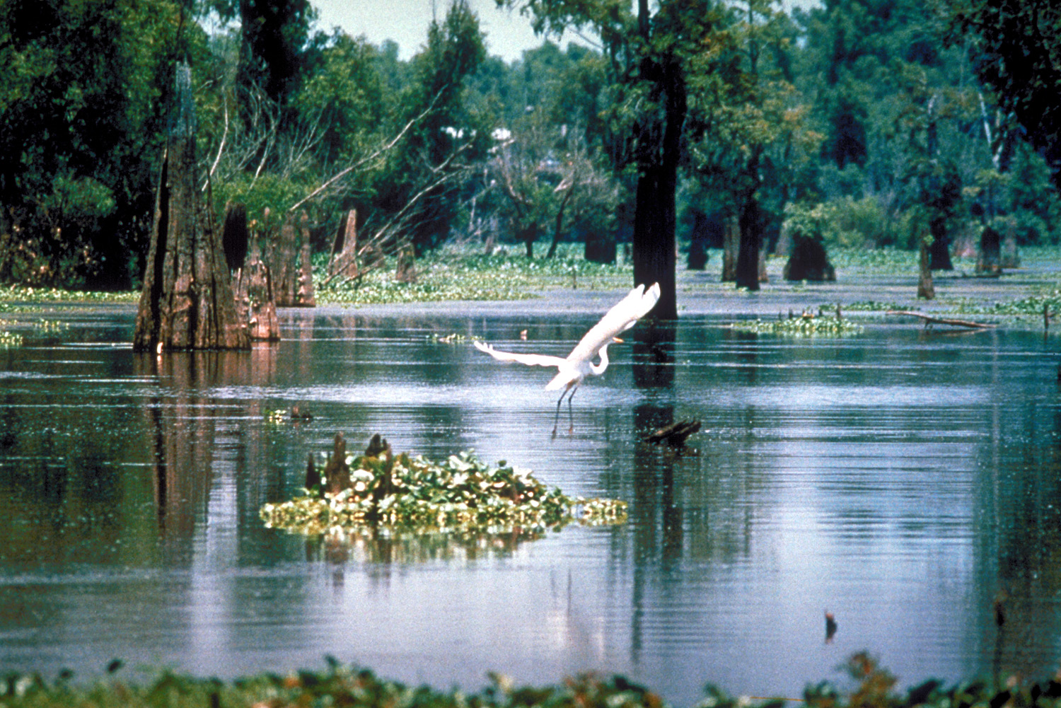 Atchafalaya Basin Louisiana swamp, empty of people