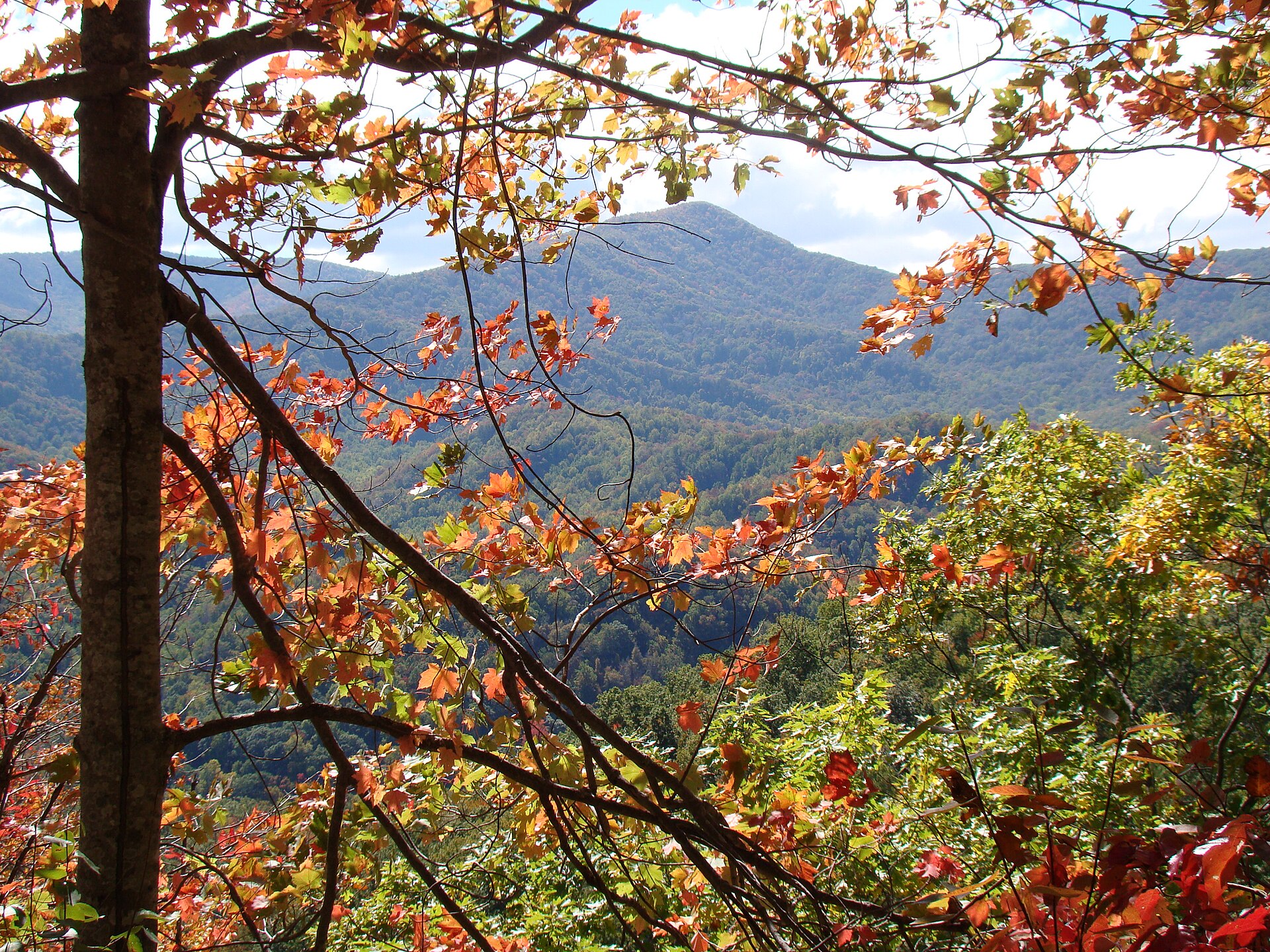 Great Smoky Mountains Tennessee forest, empty of people