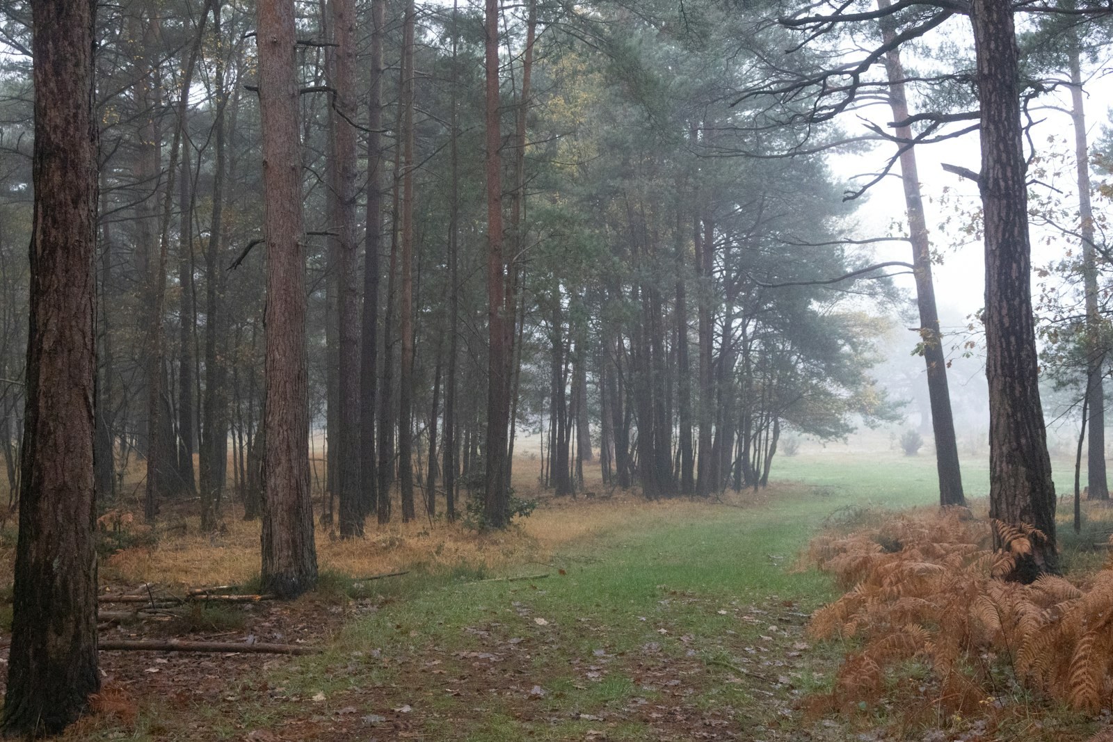 A path through a misty pine forest with autumn foliage, empty of people