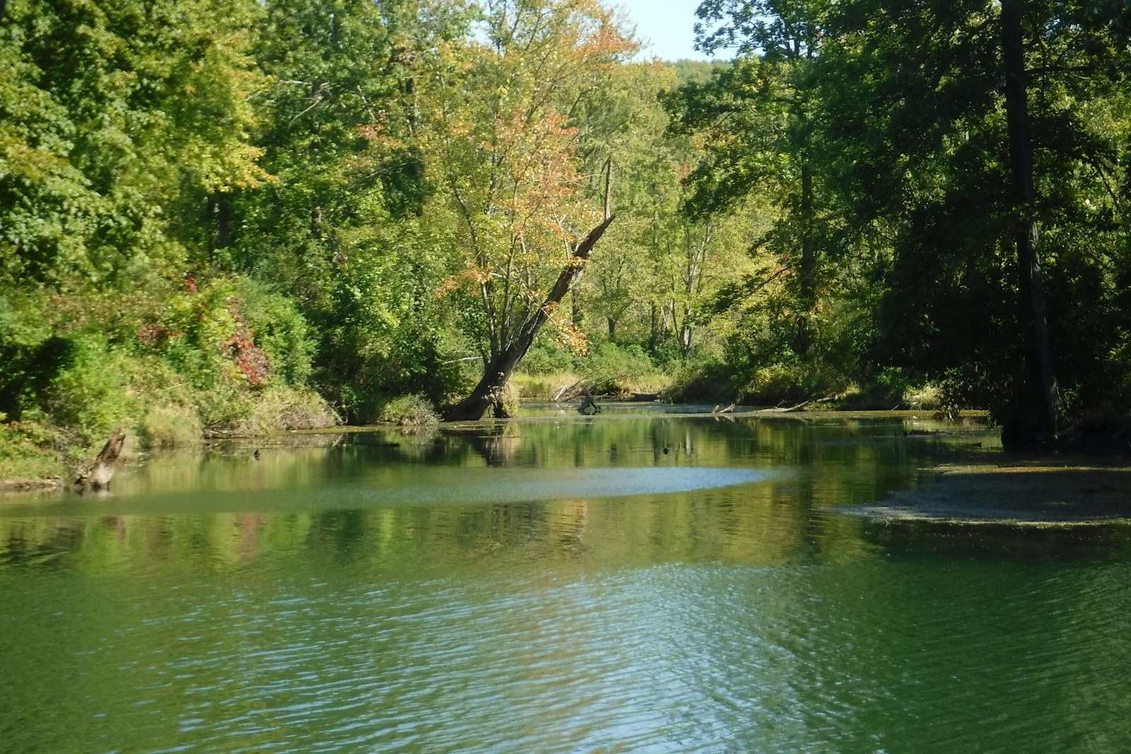 green trees beside river during daytime, empty of people