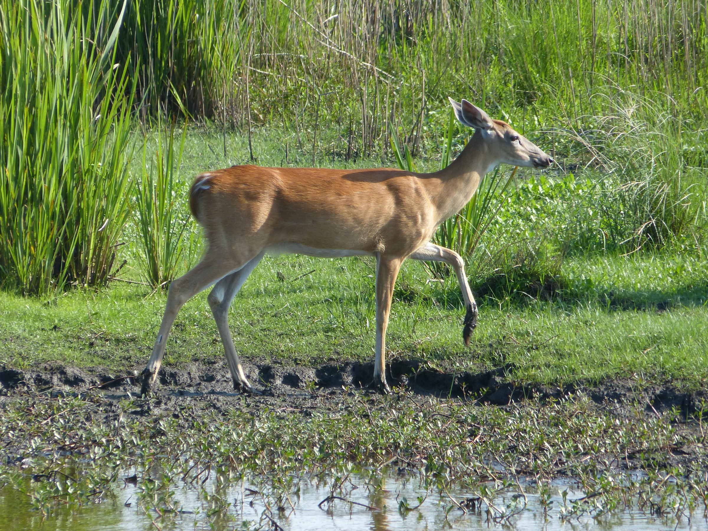 White-tailed deer walking a wet edge