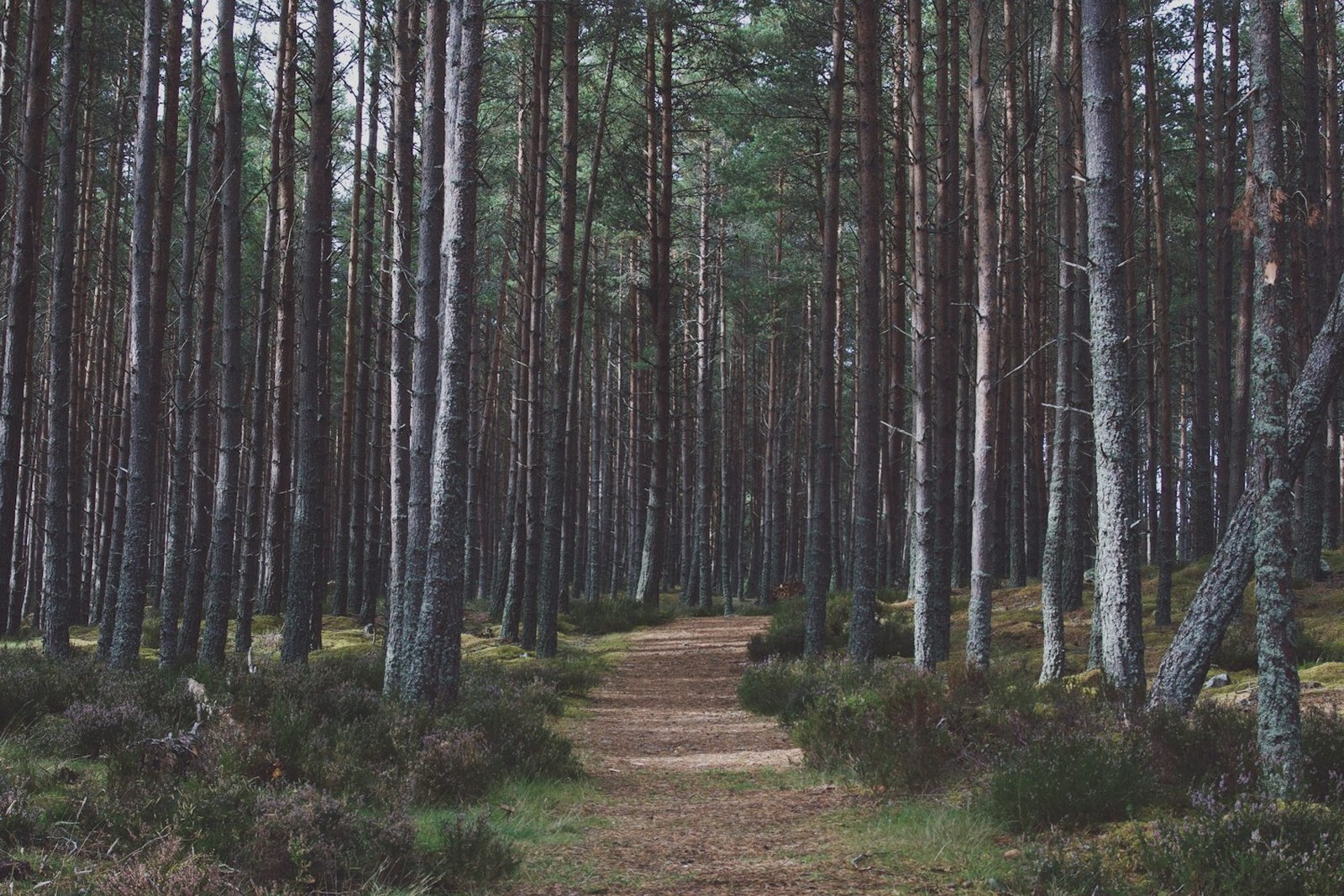 pathway between woods, empty of people