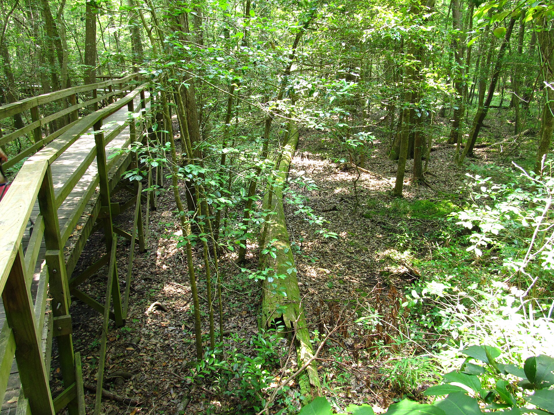 Congaree elevated boardwalk over leaf litter, empty of people