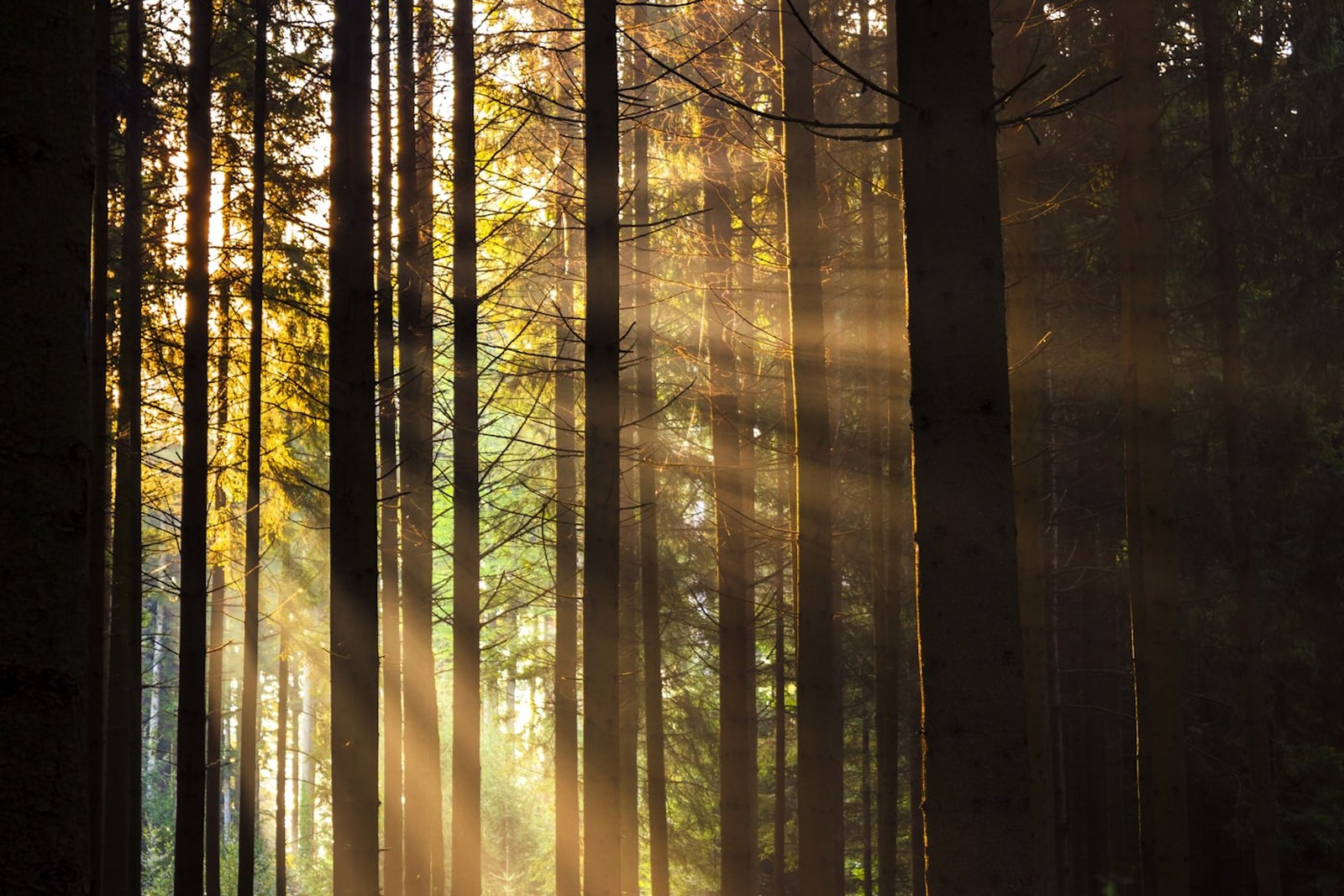 brown trees with sun rays, empty of people