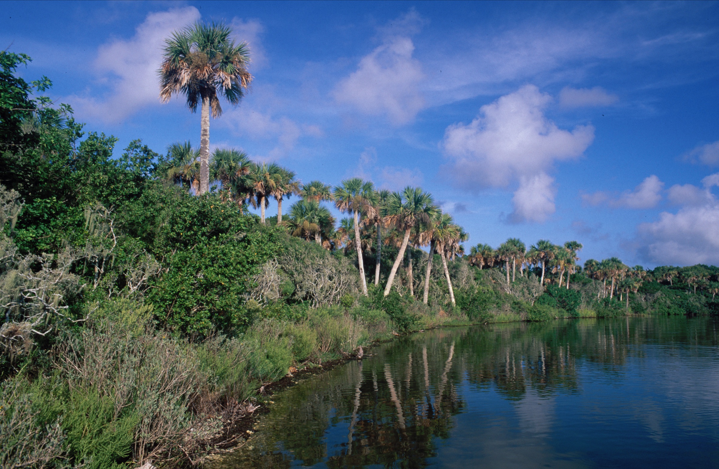 Mosquito Lagoon shoreline and palm hammock
