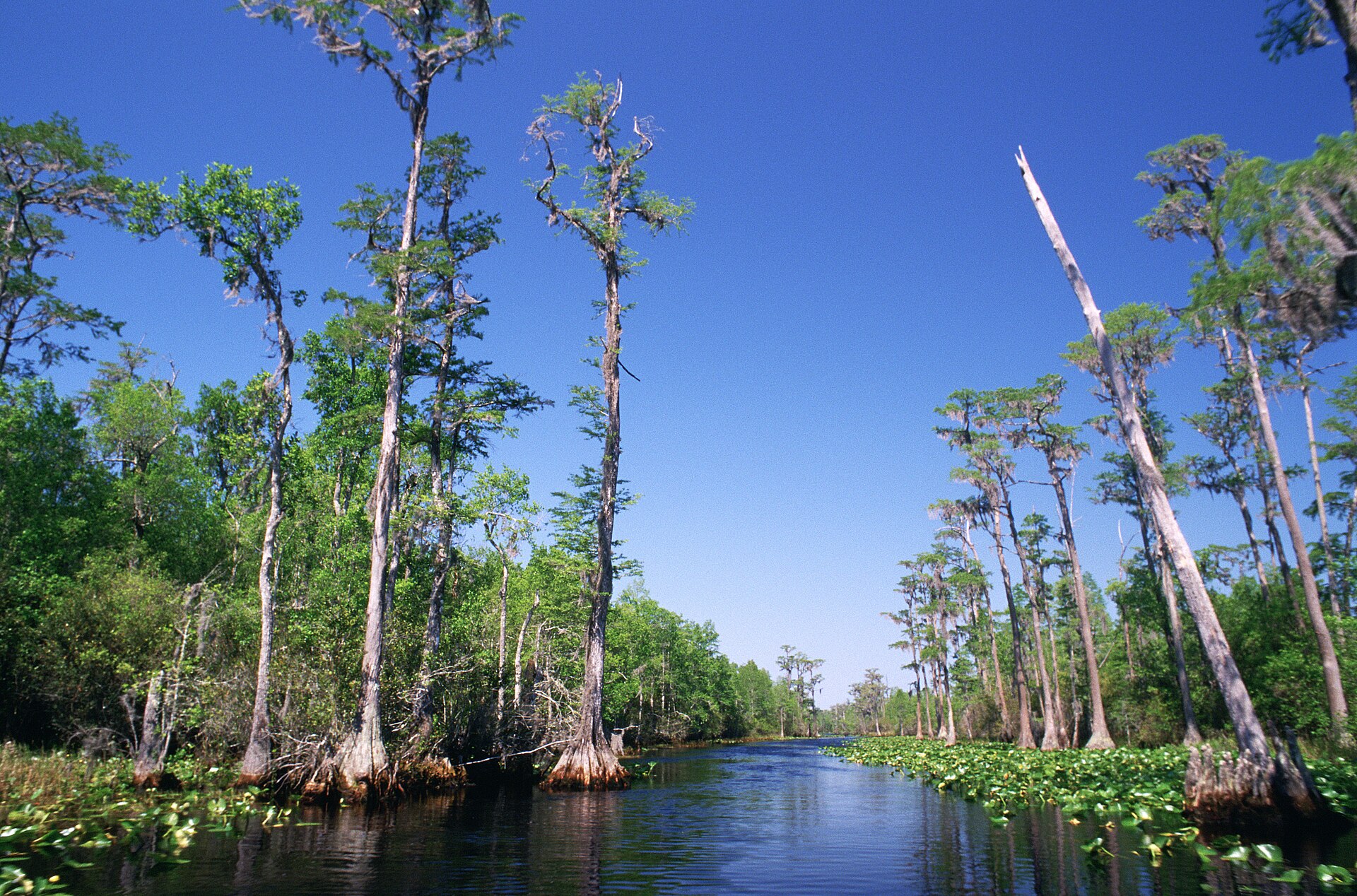 Bald cypress swamp channel, empty of people