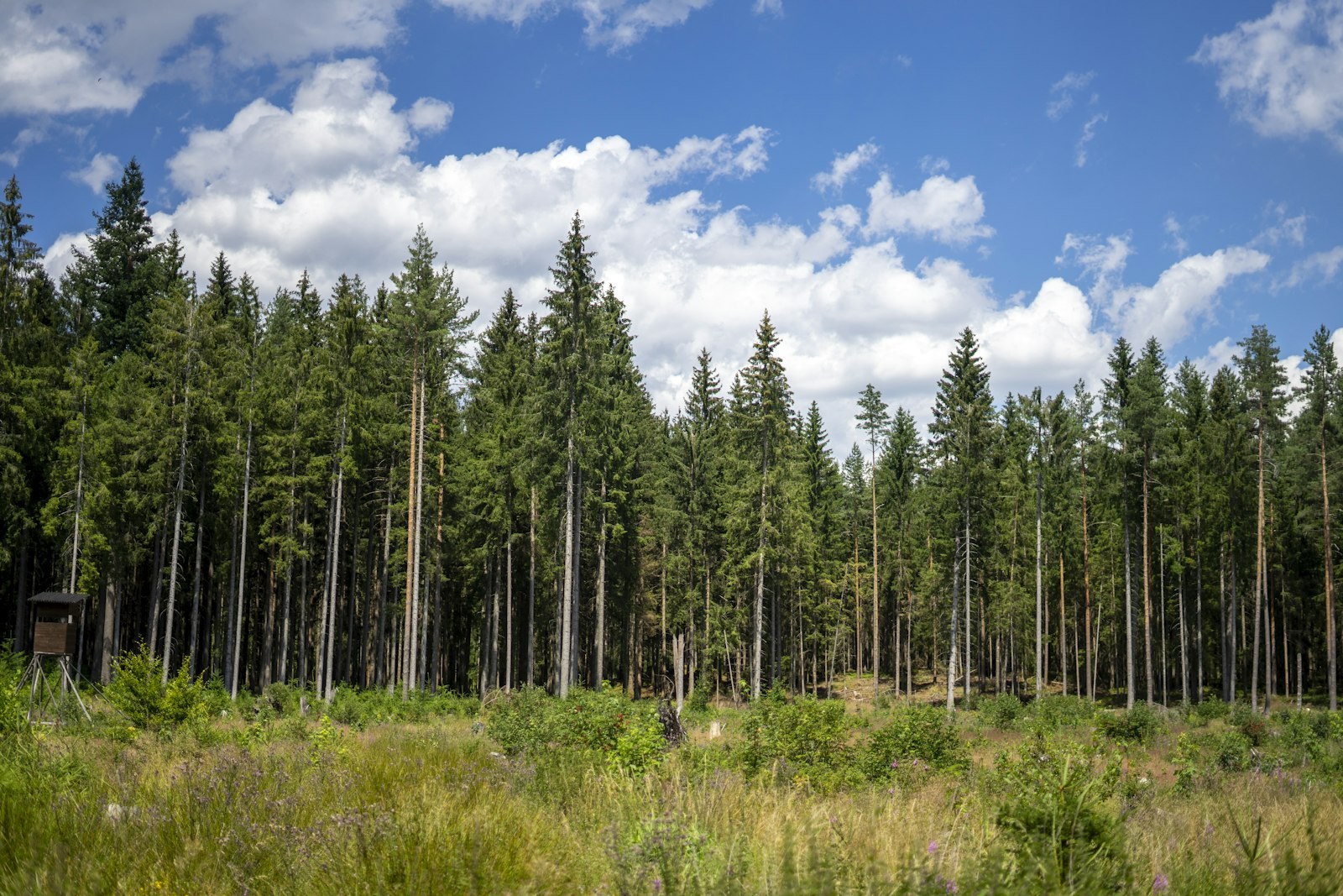 a forest filled with lots of tall green trees, empty of people