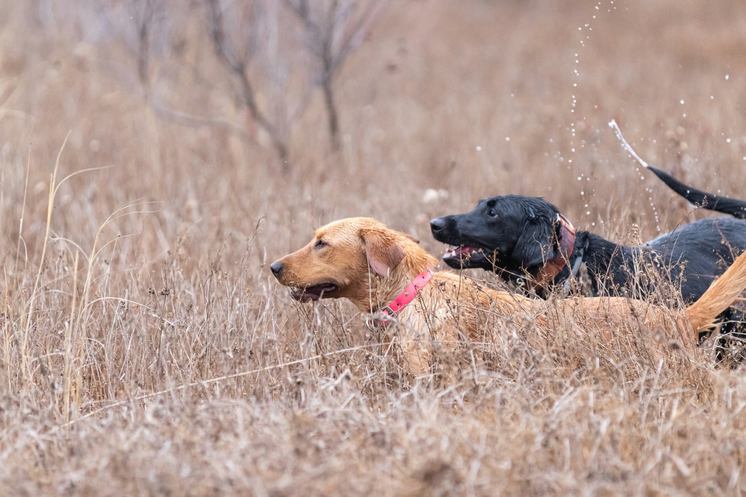 Two bird dogs, one golden and one black, racing through dry autumn grass