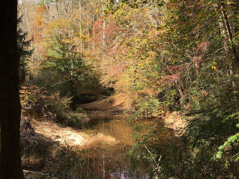 Southern woodland creek in autumn, empty of people