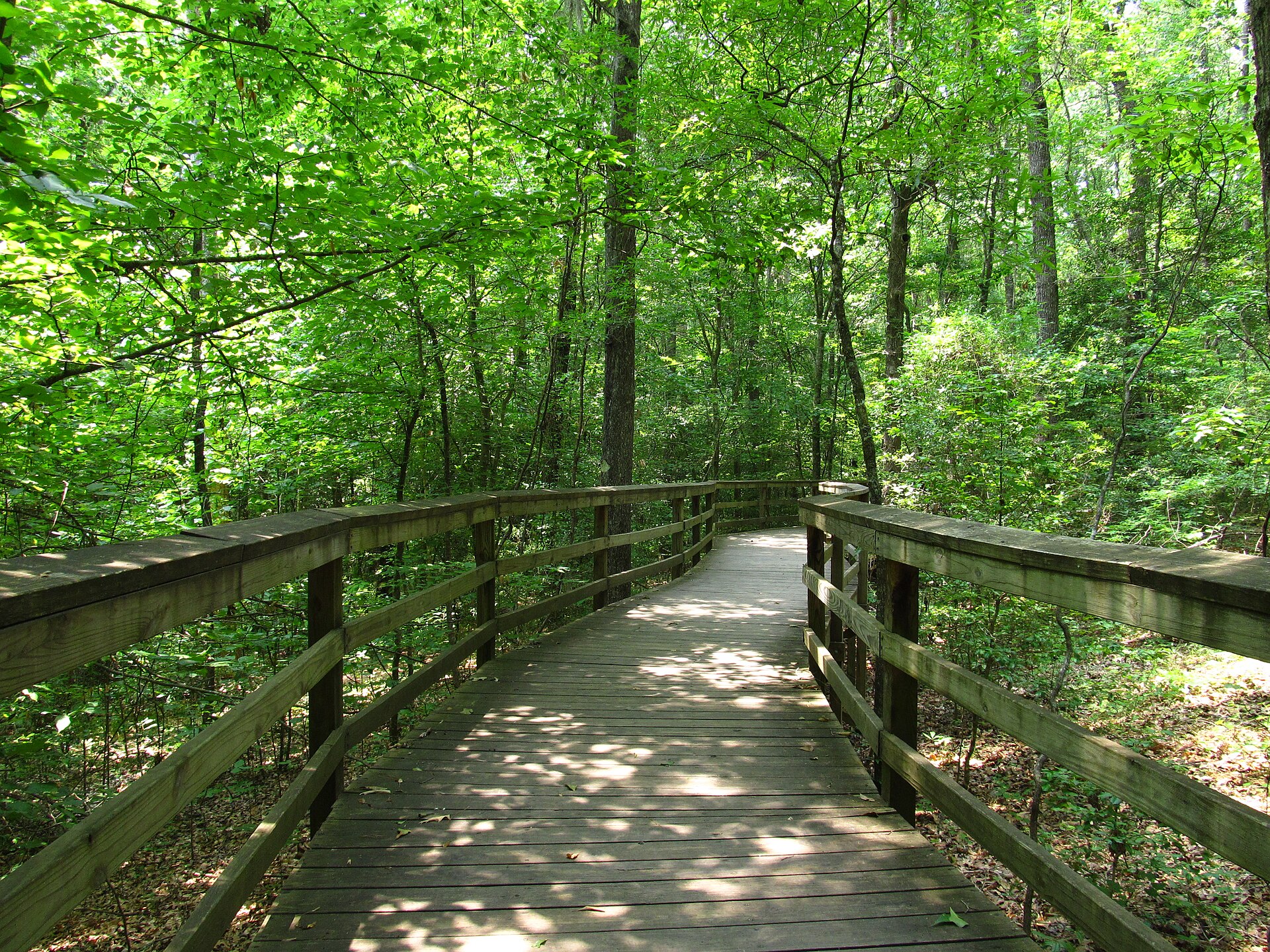 Congaree boardwalk through summer forest, empty of people