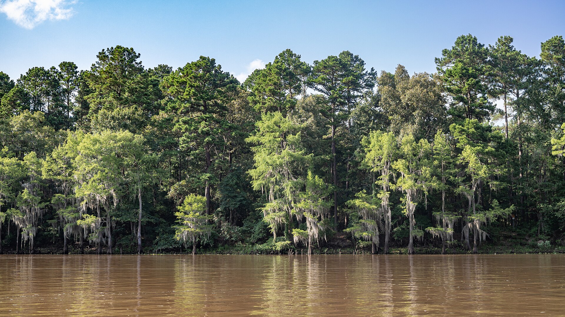 Caddo Lake cypress shoreline, empty of people