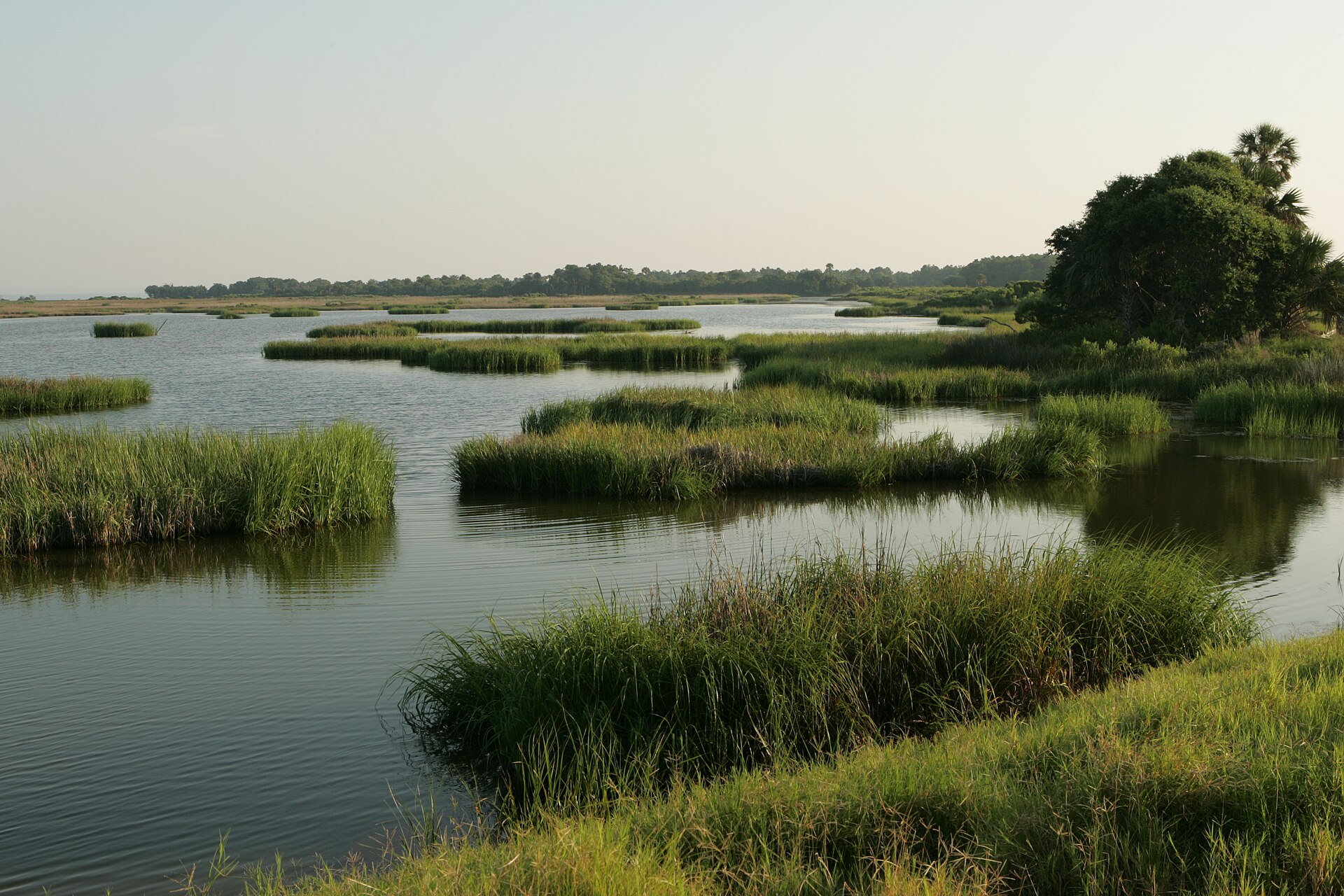 Southeastern coastal marsh with palmetto, empty of people