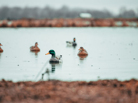Mallard Duck Hunting