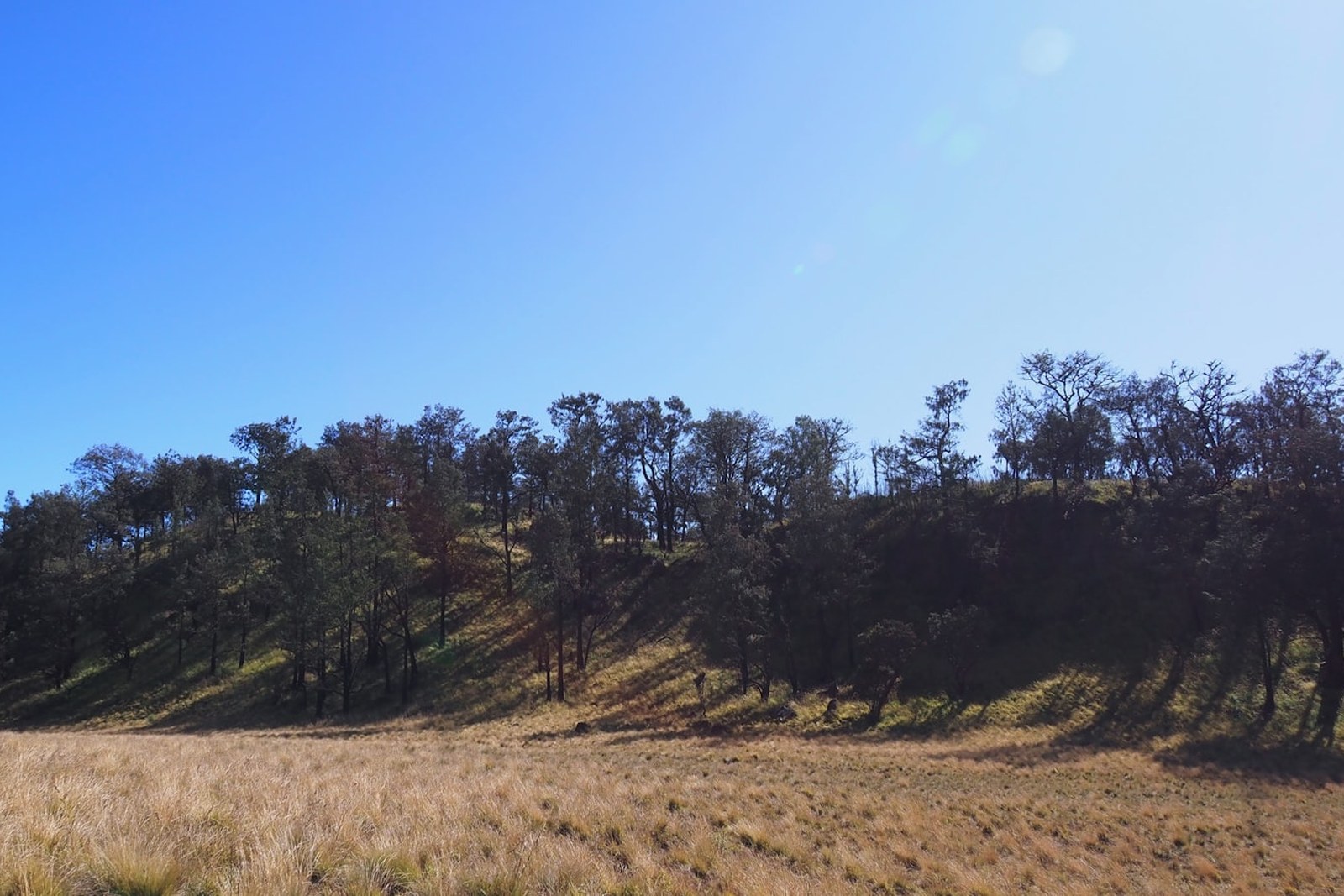 Dry grass field with trees under a clear blue sky, empty of people