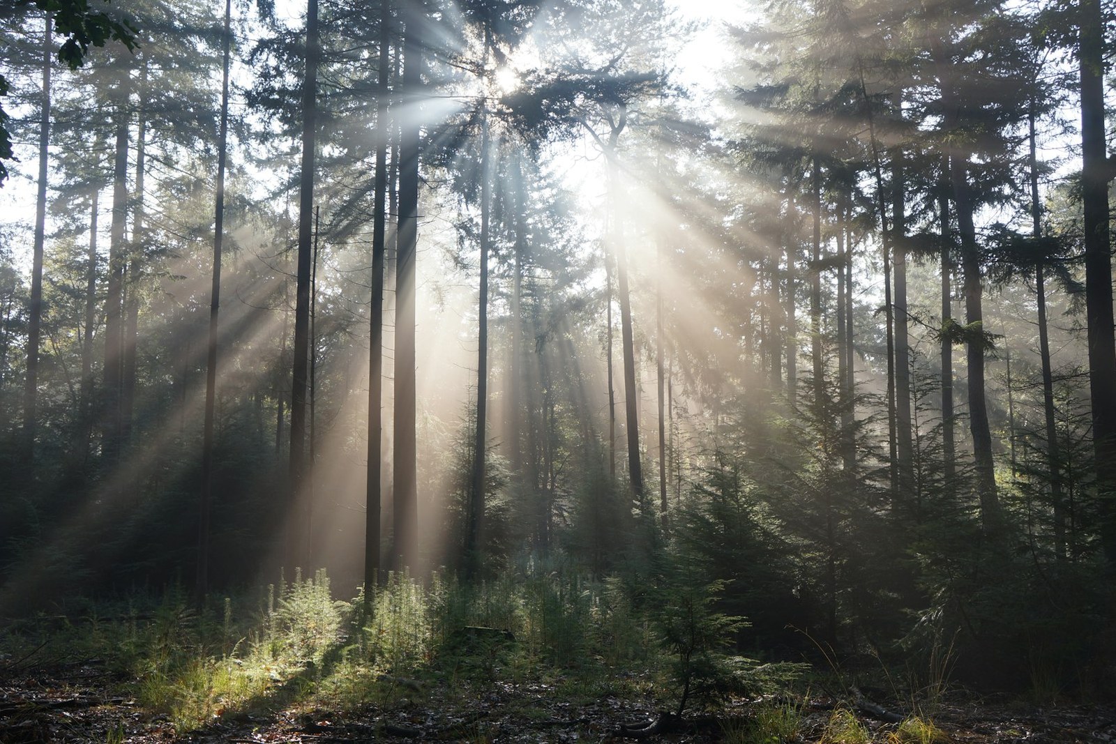 sun rays coming through trees, empty of people