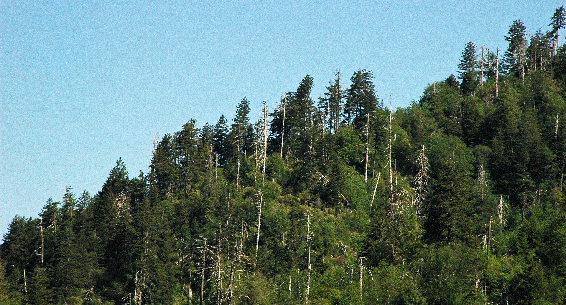Great Smoky Mountains Tennessee forest, empty of people