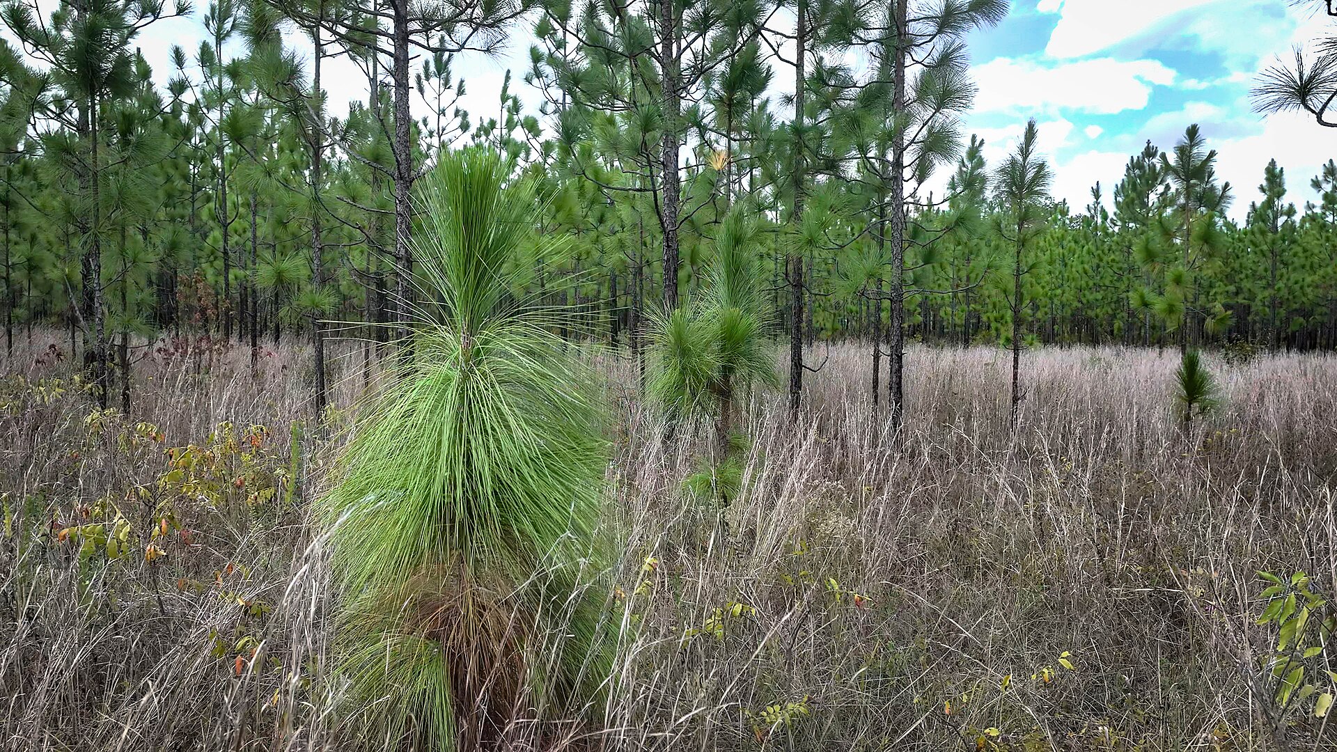 Kisatchie longleaf pine stand in grass, empty of people