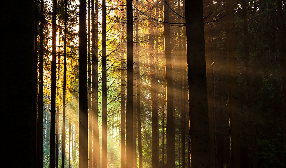 Sun rays filtering through a pine forest
